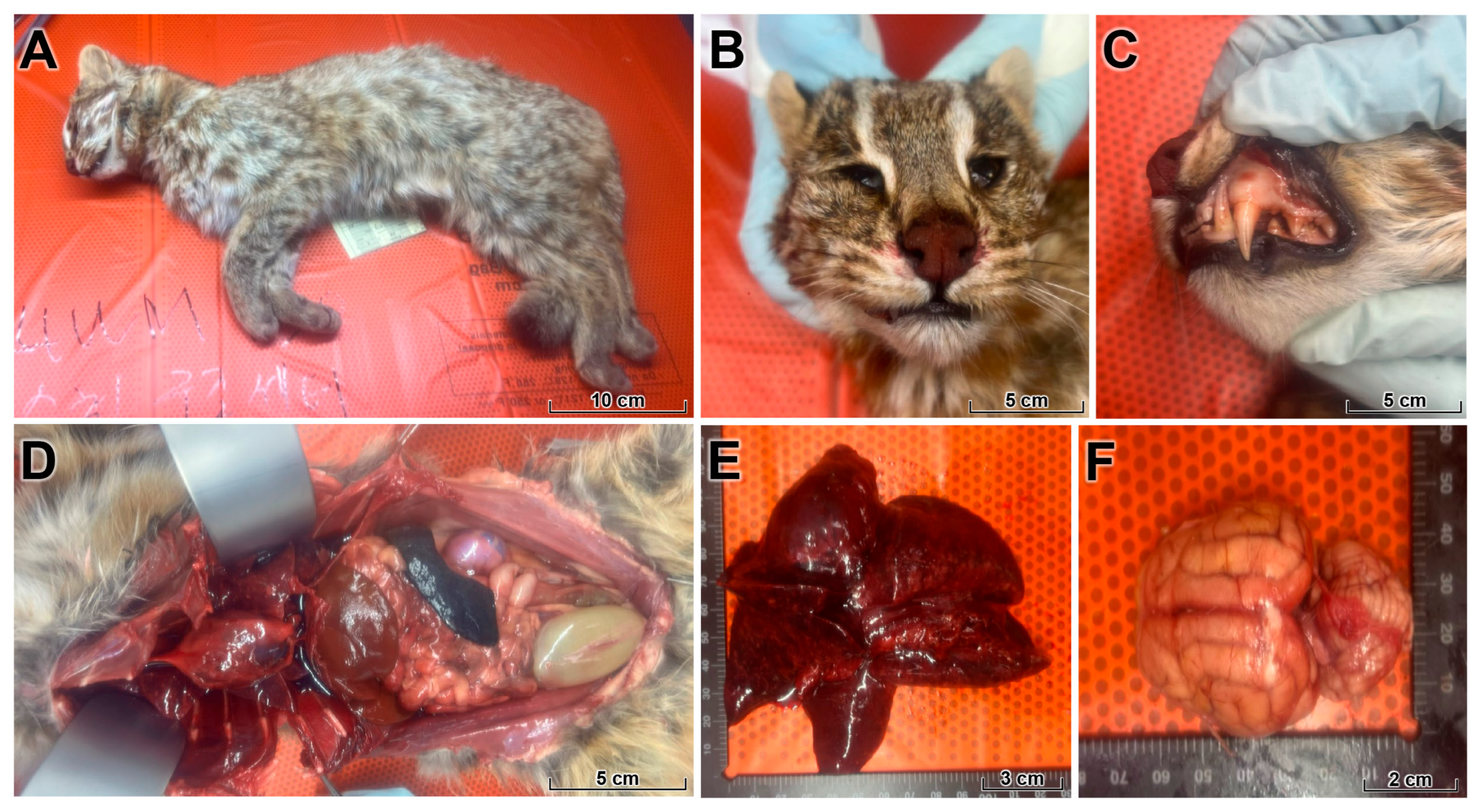 Animals 16 00200 g001 Animals 16 00200 g001