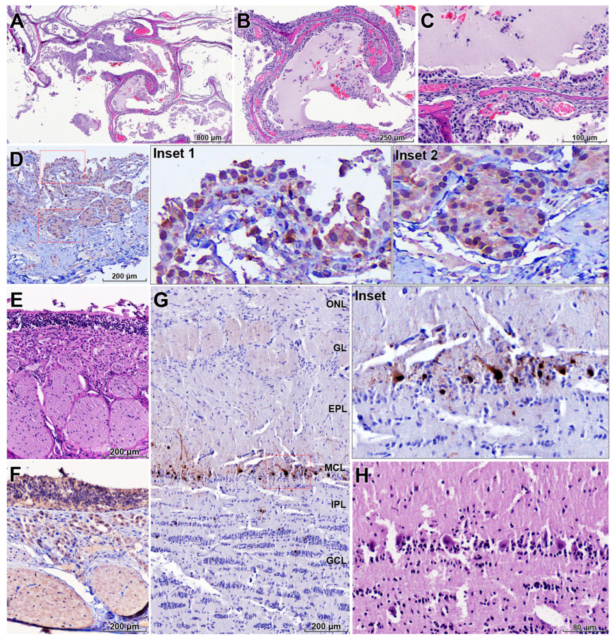 Animals 16 00200 g003 Animals 16 00200 g003
