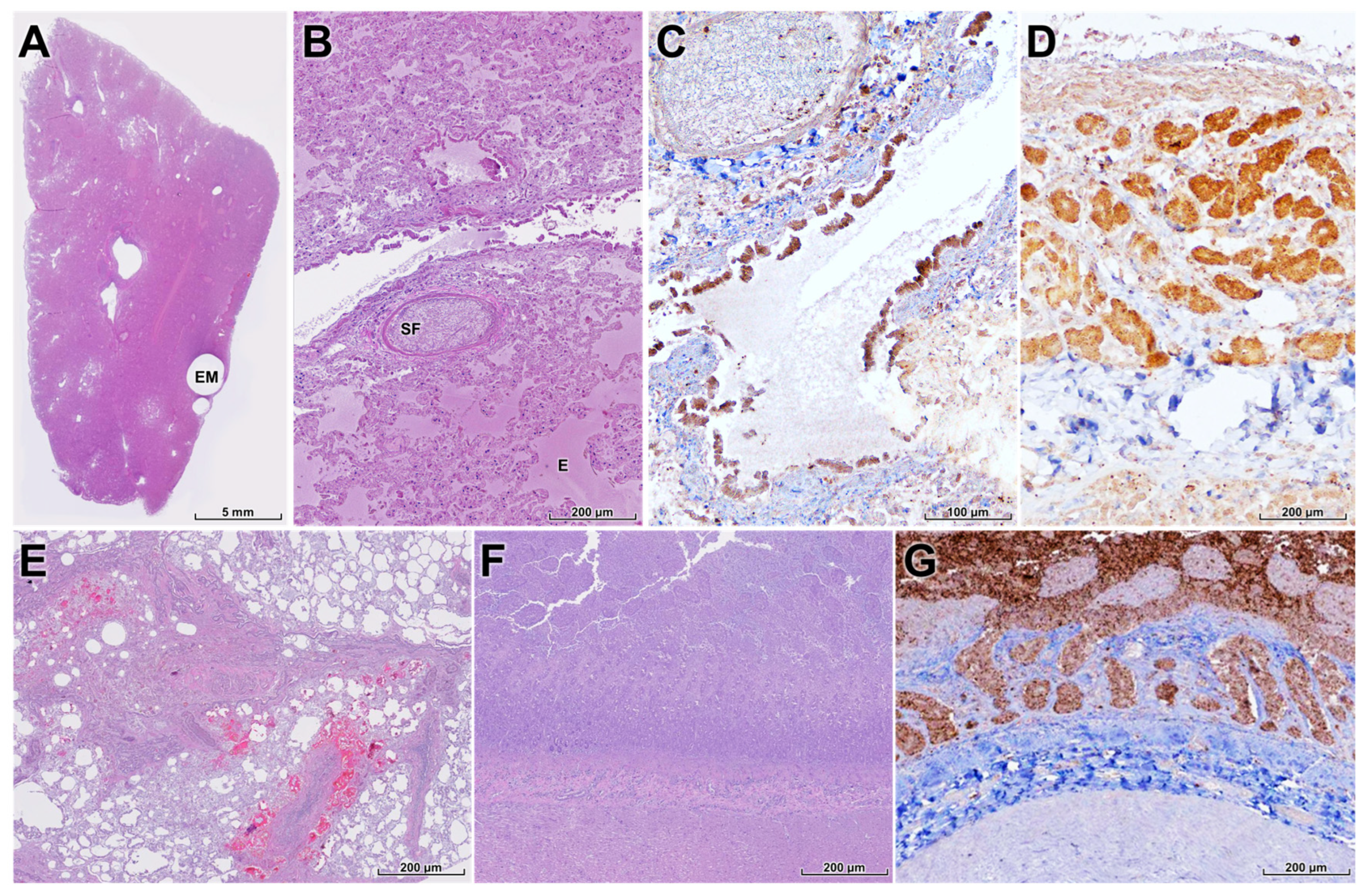 Animals 16 00200 g005 Animals 16 00200 g005