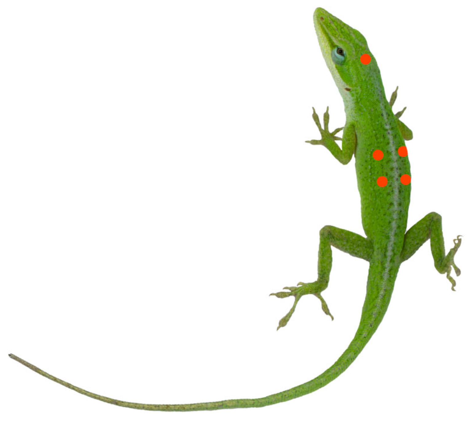 Animals 16 00203 g002