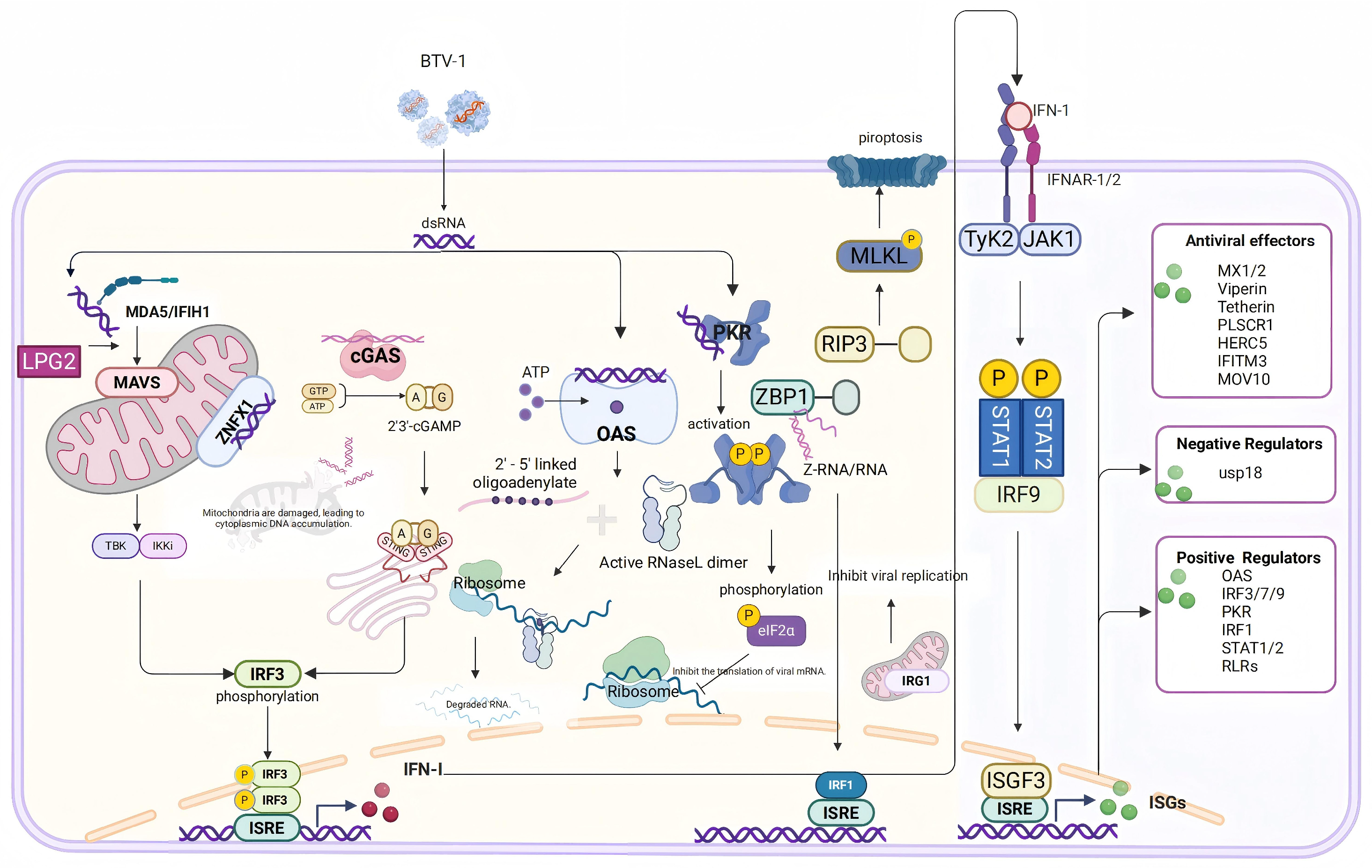 Animals 16 00243 g007