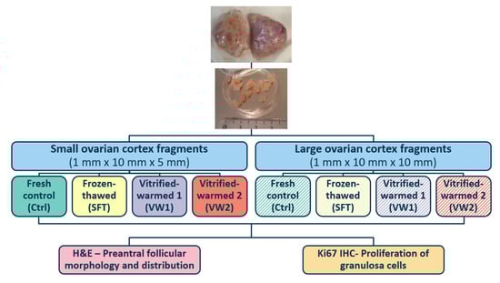Experimental design.