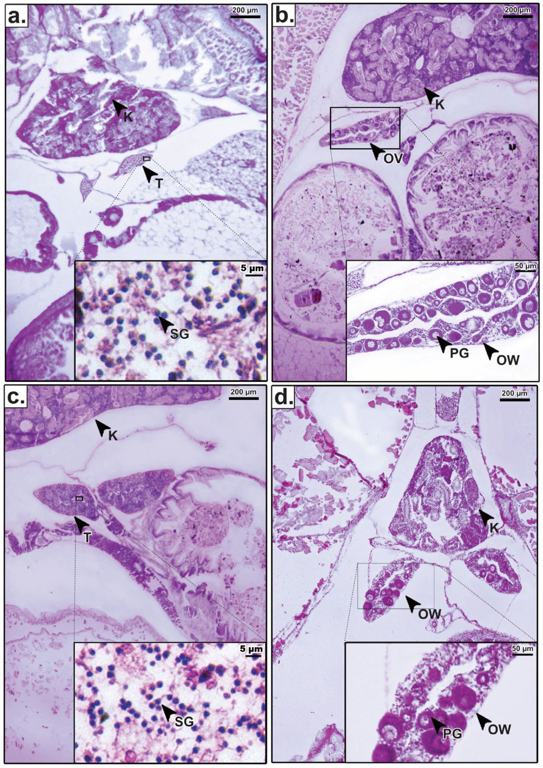Animals 16 00268 g002 Animals 16 00268 g002