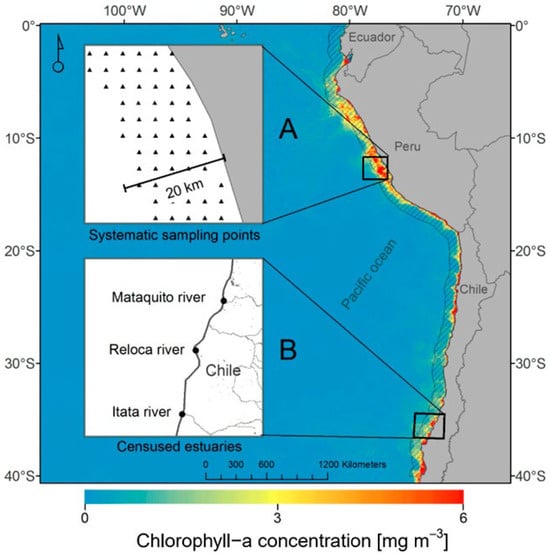 Chlorophyll-a (mg m−3). (A) Systematic sampling points for chl-a data in different latitudinal classes from 0° to 40° S and (B) estuaries where Franklin’s gull (L. pipixcan) census data.
