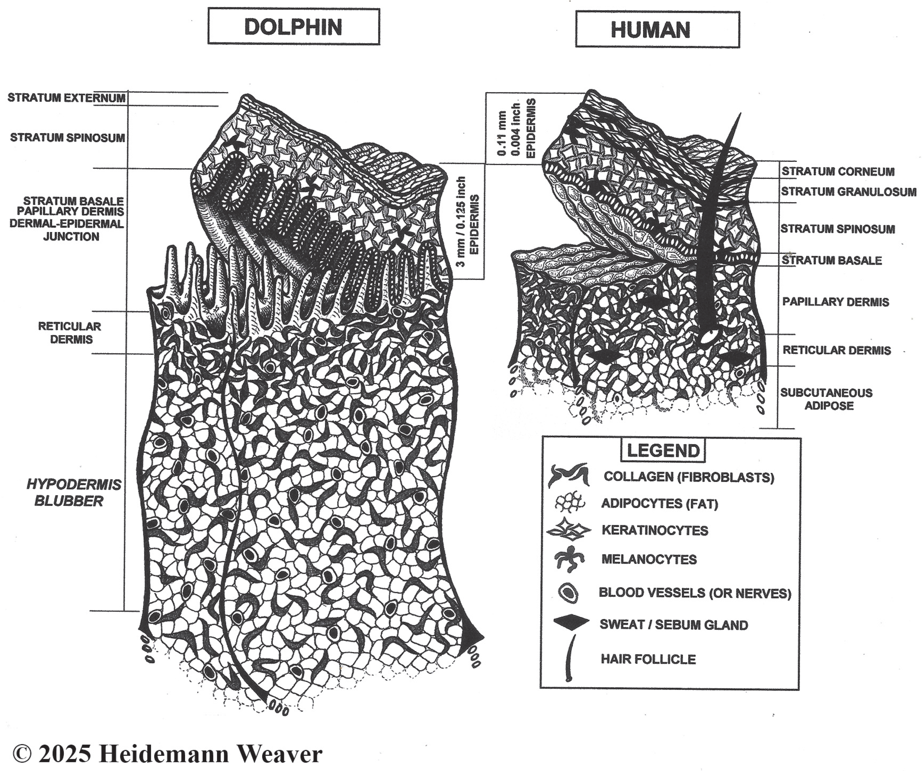 Animals 16 00305 g001