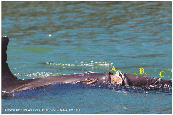 Animals 16 00305 g003