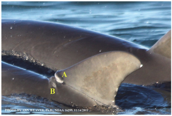 Animals 16 00305 g004