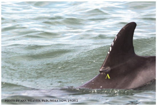 Animals 16 00305 g005