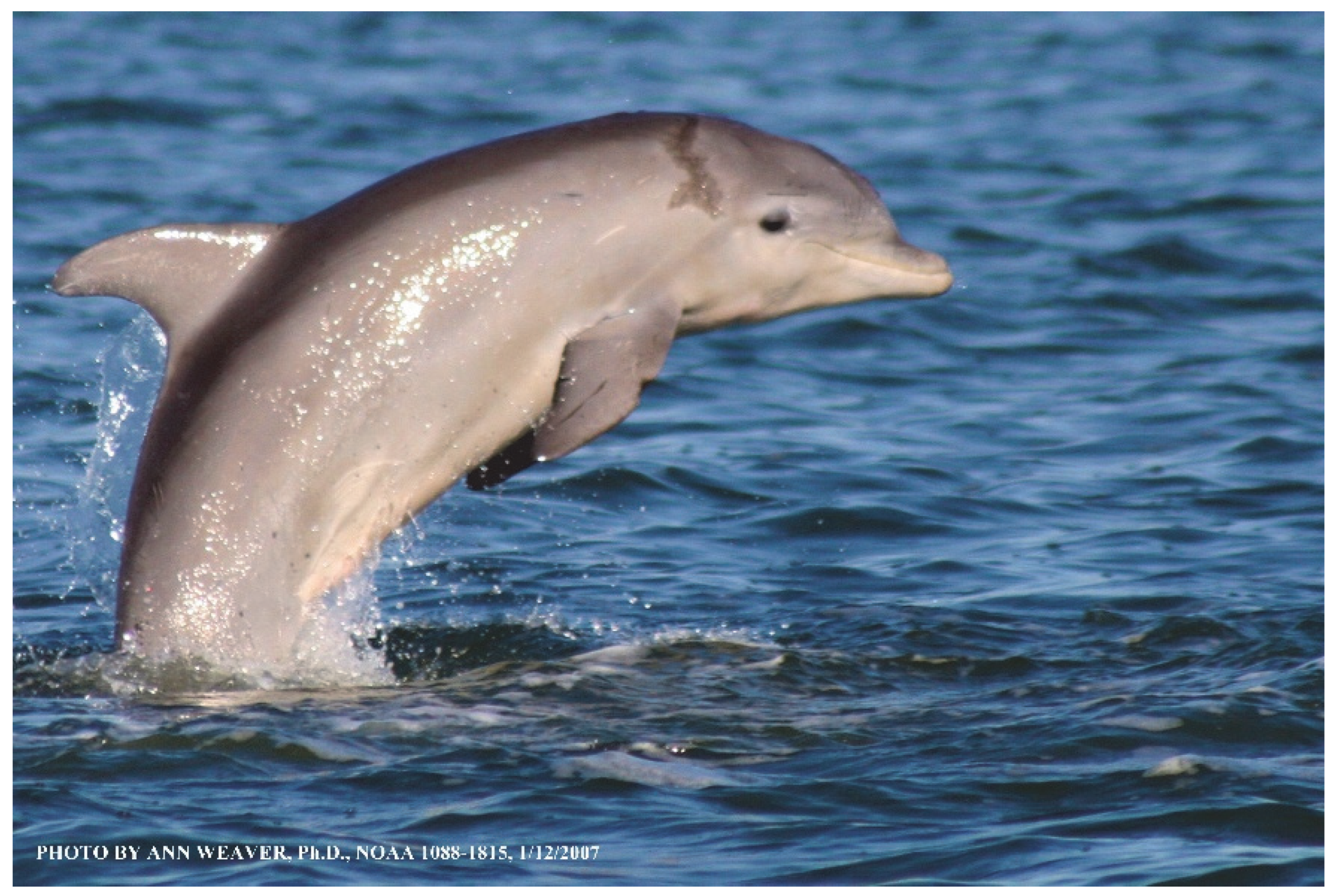 Animals 16 00305 g006