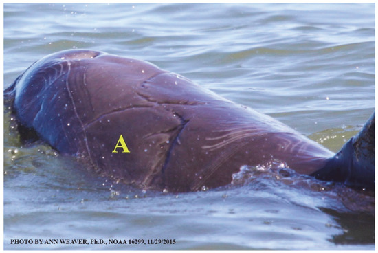 Animals 16 00305 g007