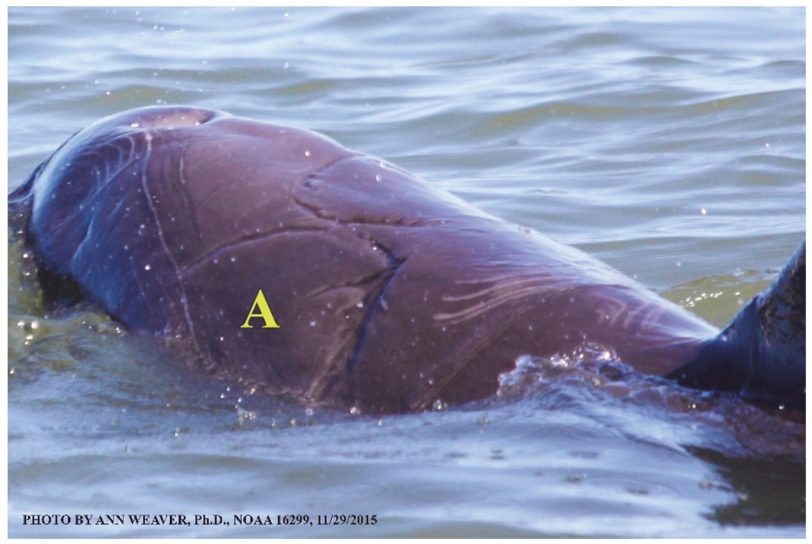 Animals 16 00305 g007