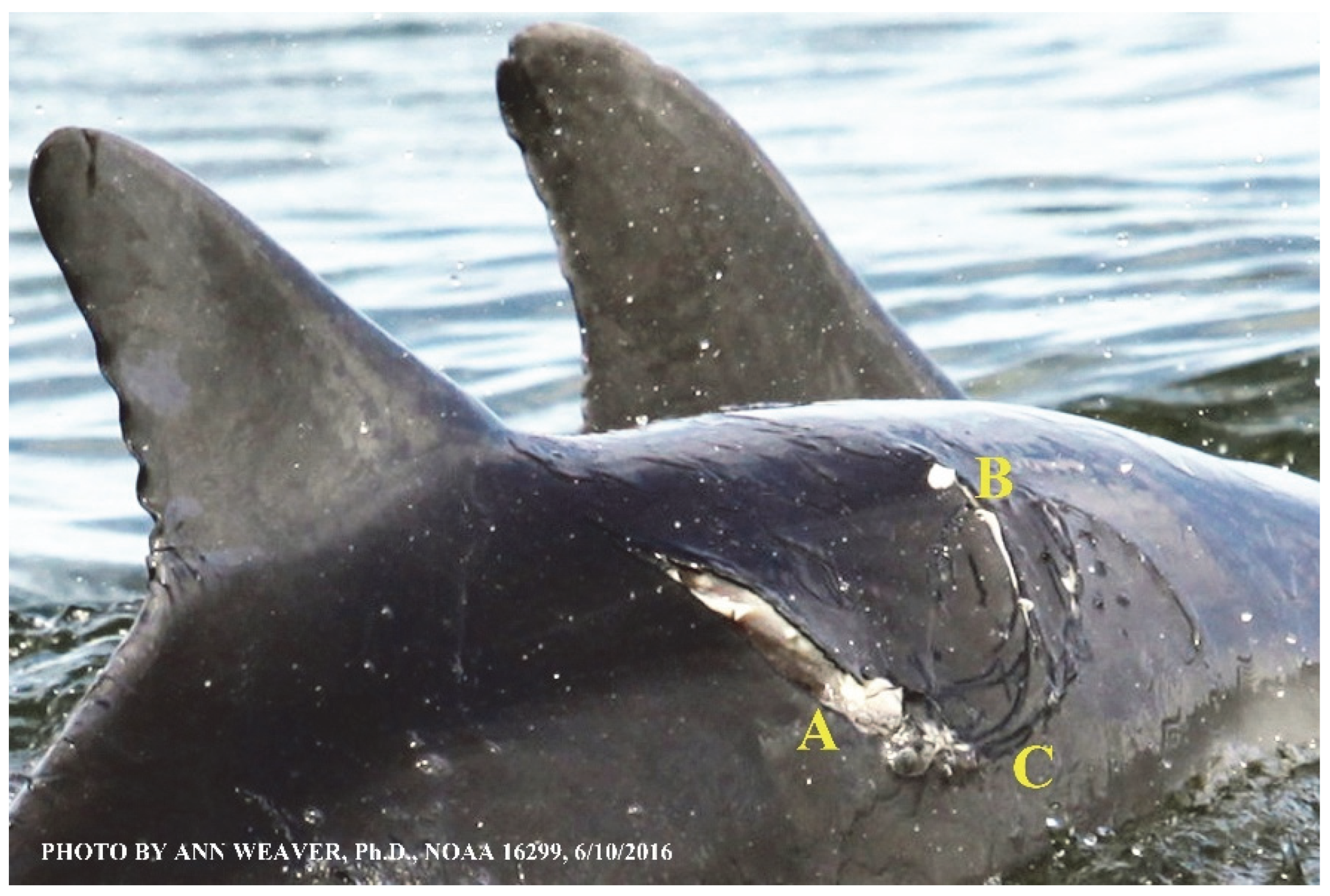 Animals 16 00305 g008