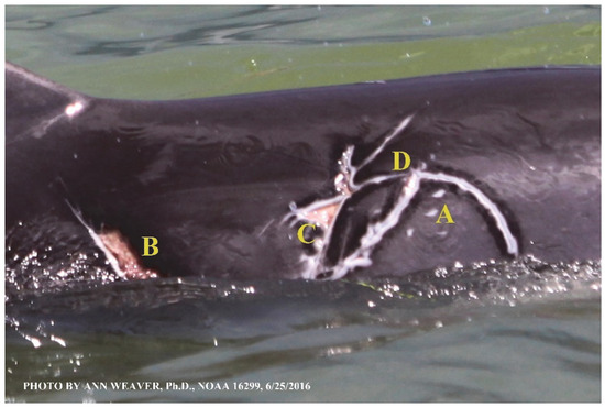 Animals 16 00305 g009