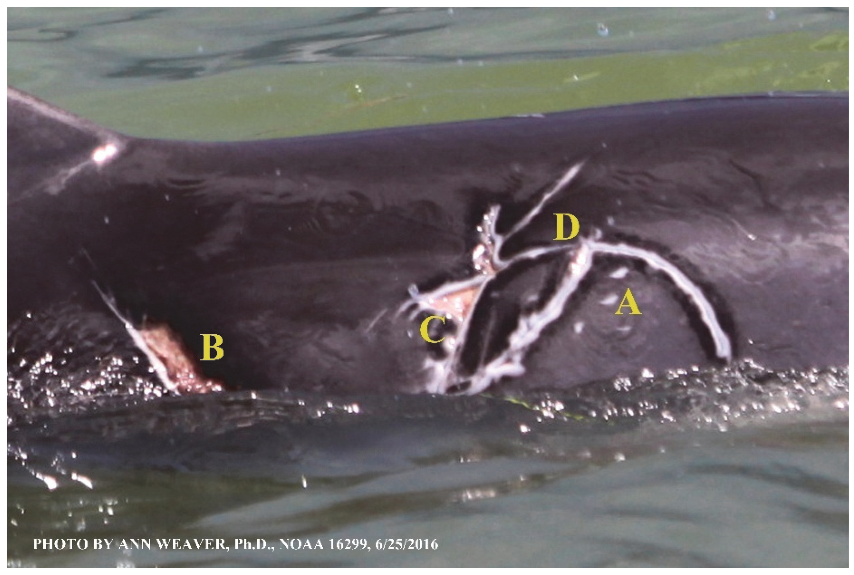 Animals 16 00305 g009