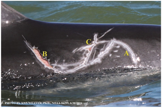 Animals 16 00305 g010