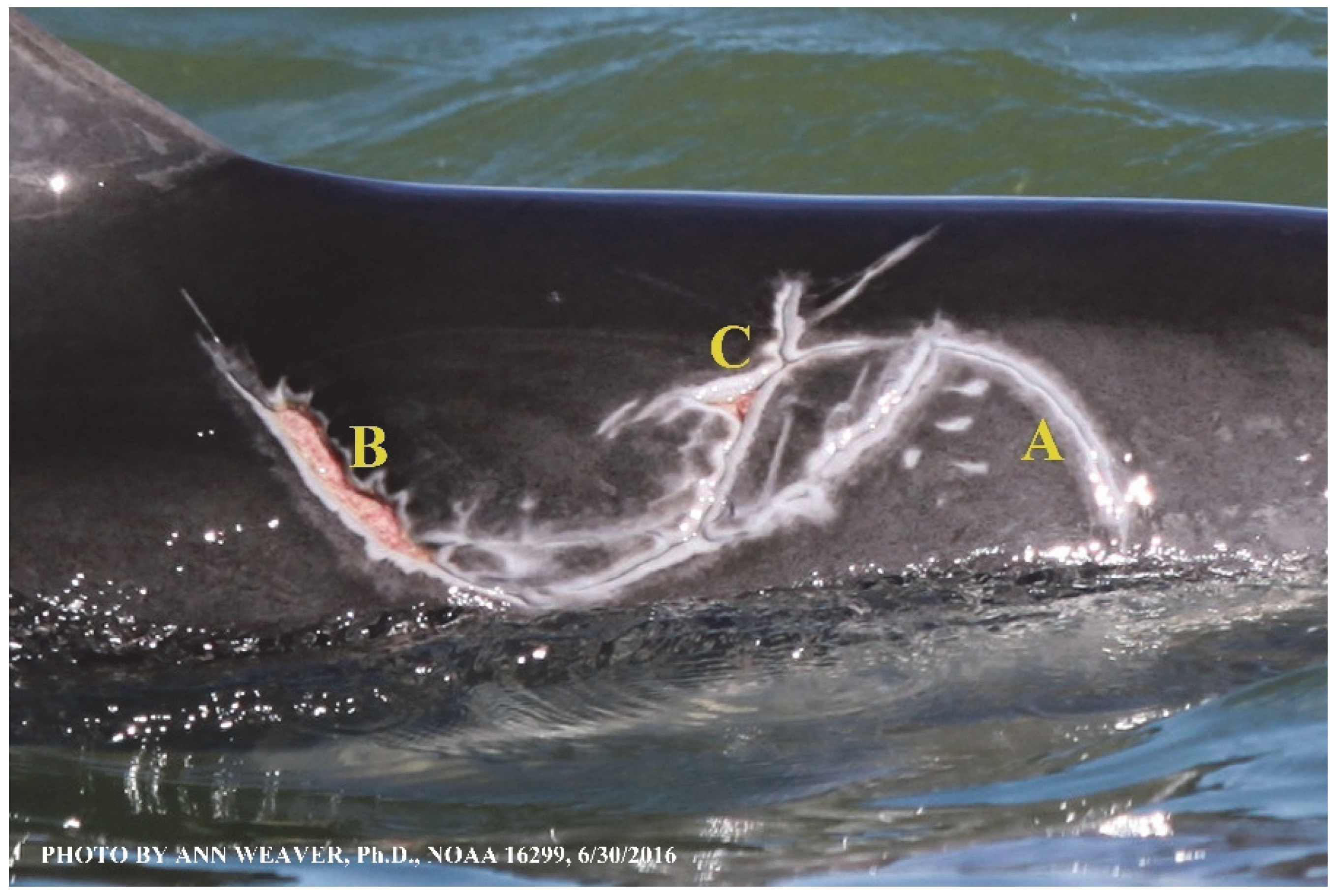 Animals 16 00305 g010