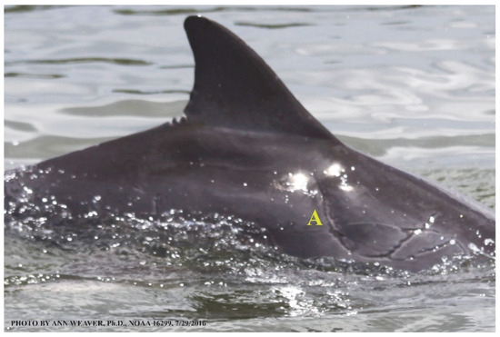 Animals 16 00305 g011