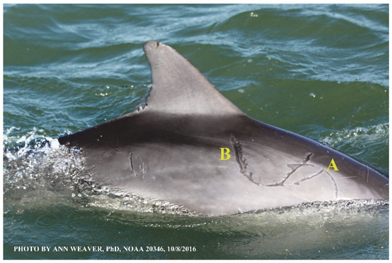 Animals 16 00305 g012