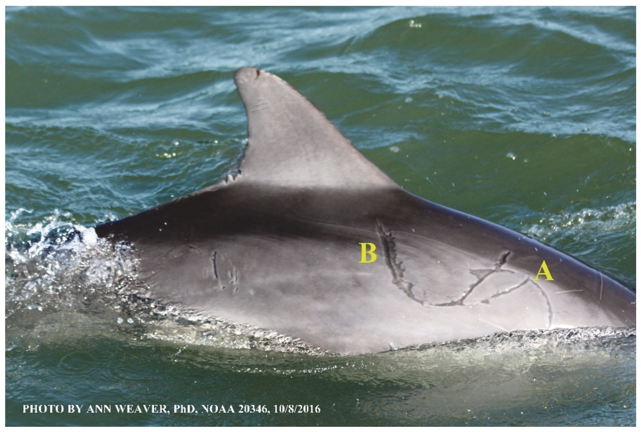 Animals 16 00305 g012