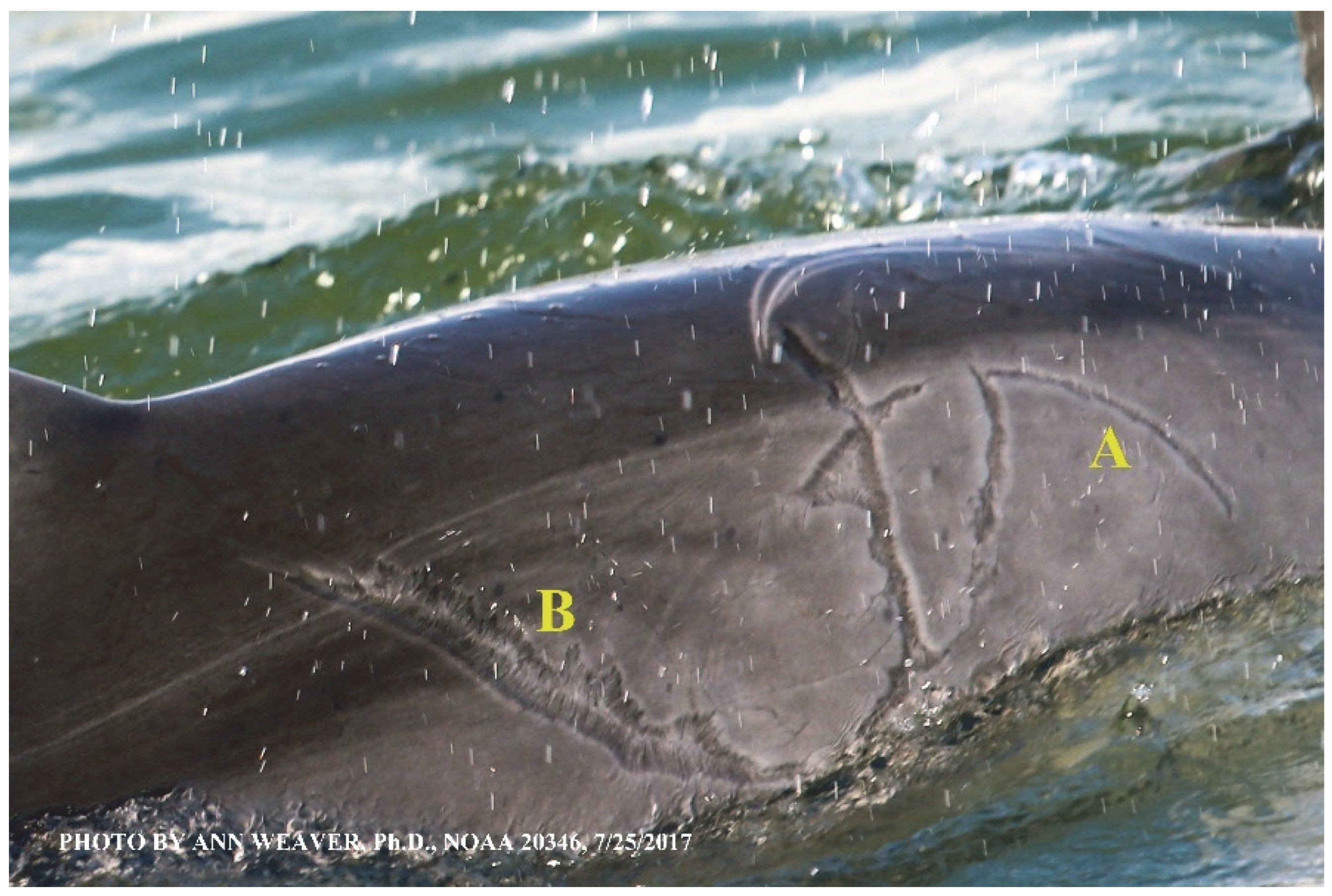 Animals 16 00305 g013