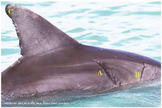 Animals 16 00305 g014