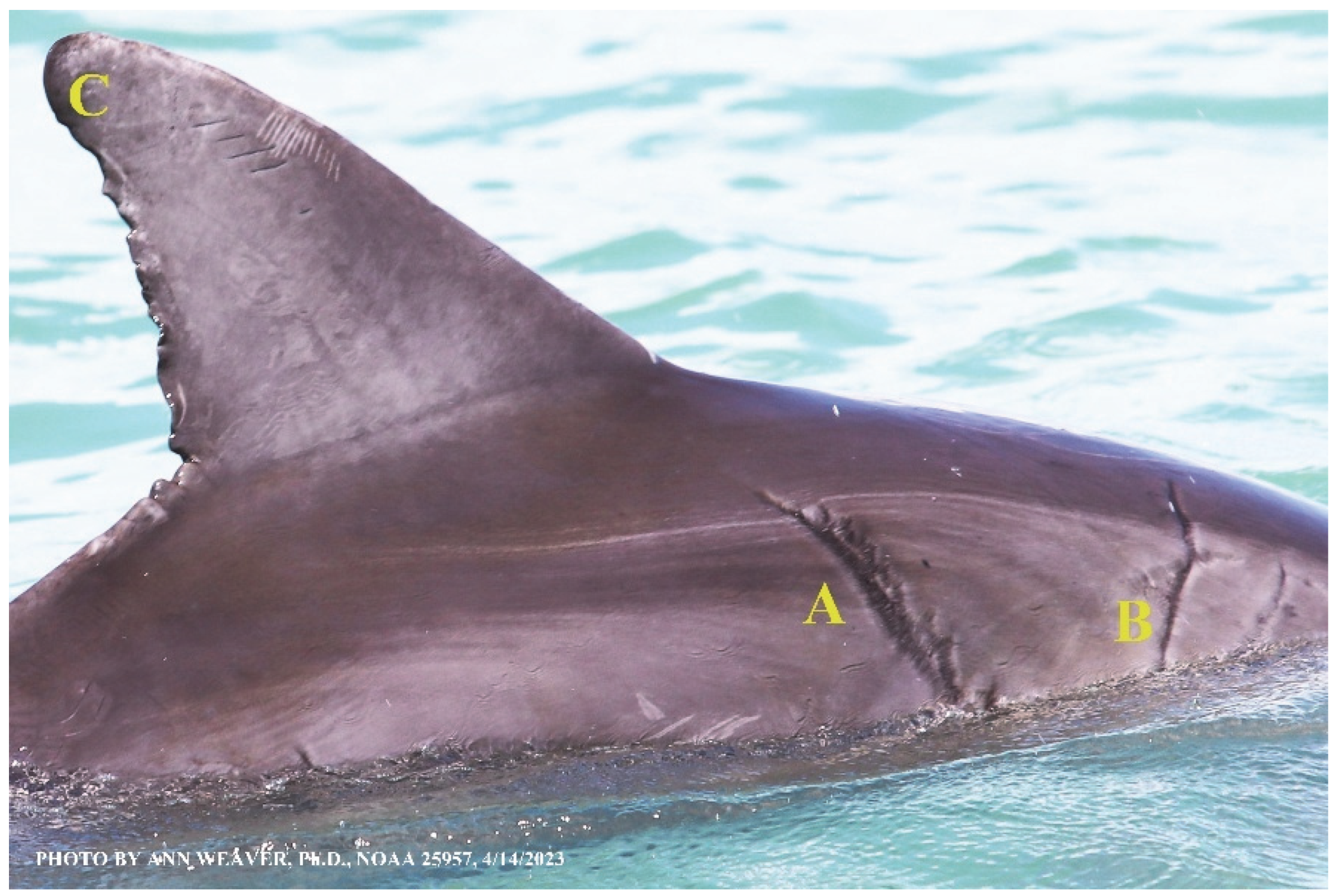 Animals 16 00305 g014