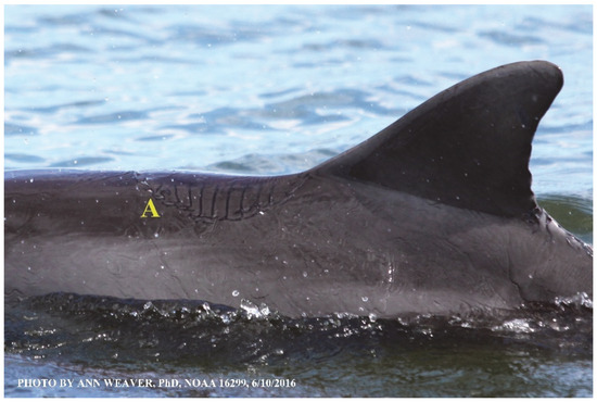 Animals 16 00305 g015