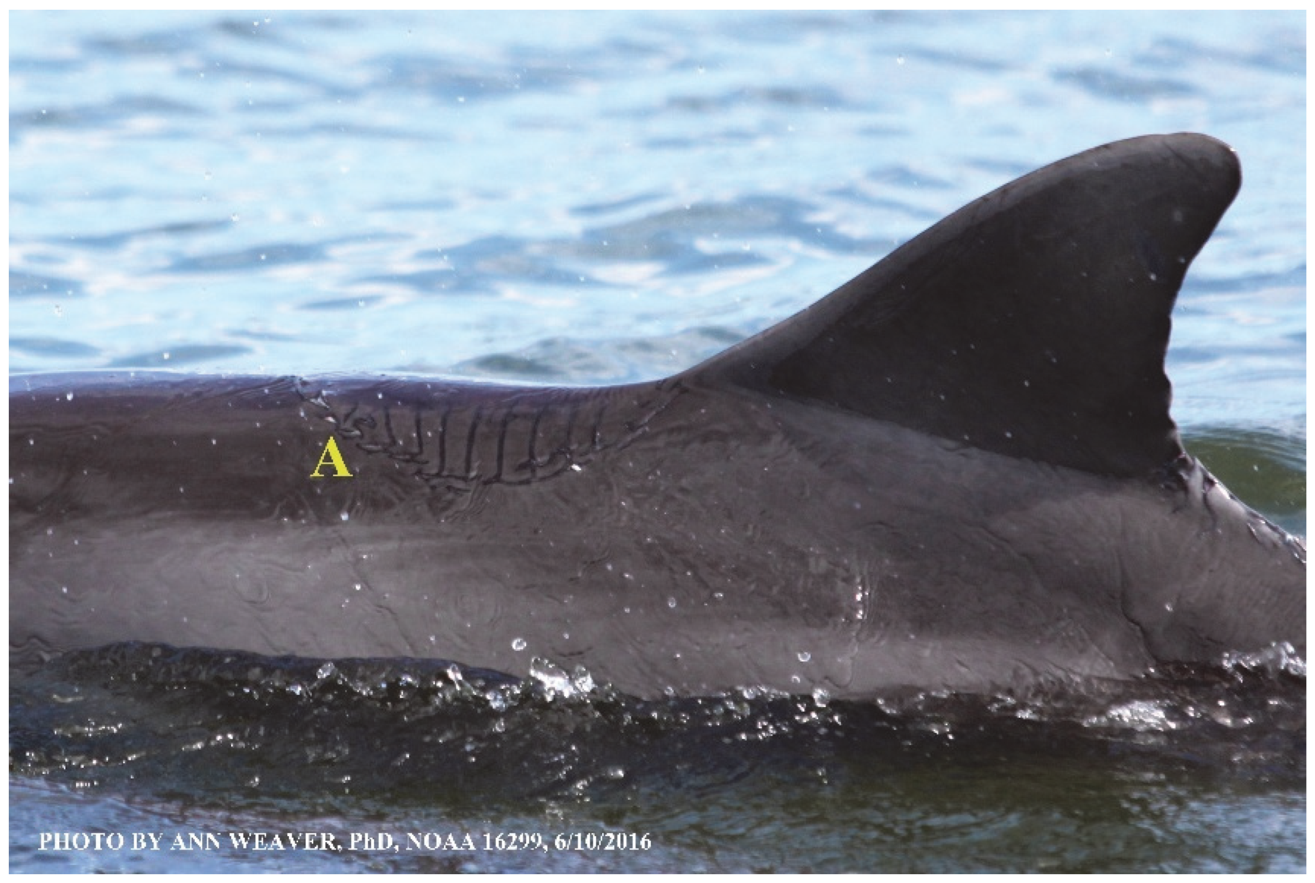 Animals 16 00305 g015