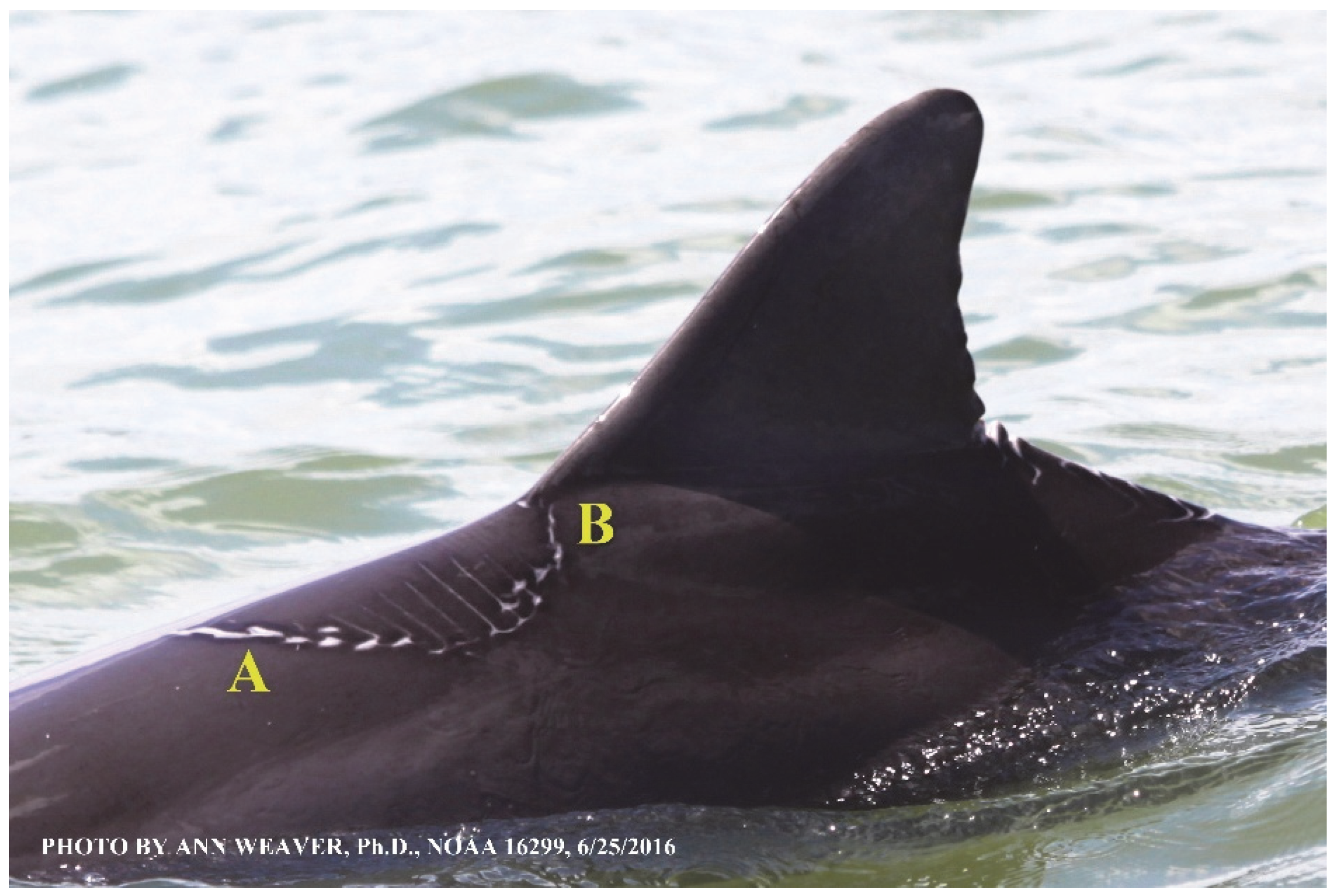 Animals 16 00305 g016