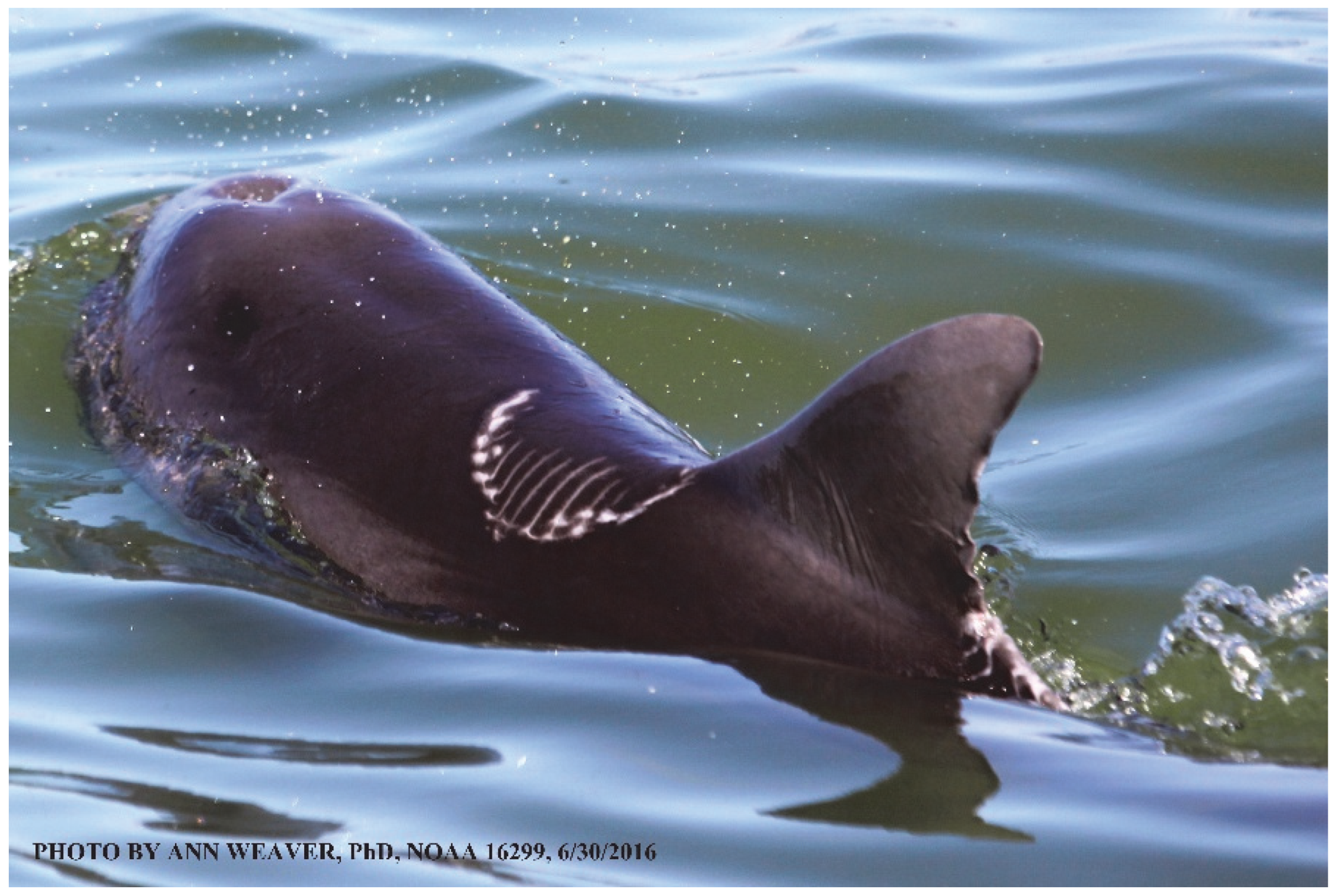 Animals 16 00305 g017