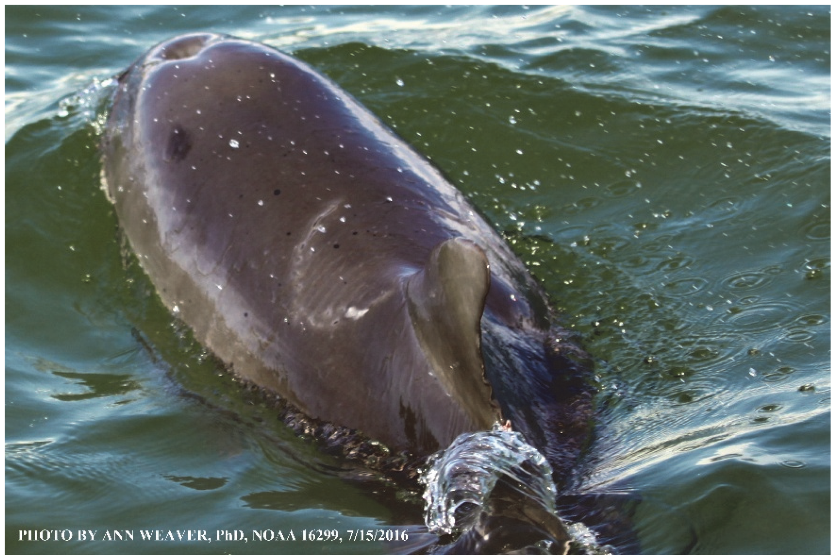 Animals 16 00305 g018