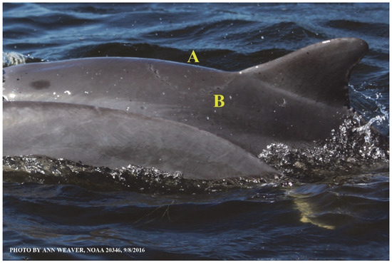 Animals 16 00305 g019