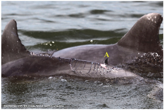 Animals 16 00305 g020