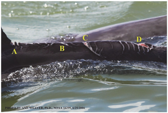 Animals 16 00305 g021