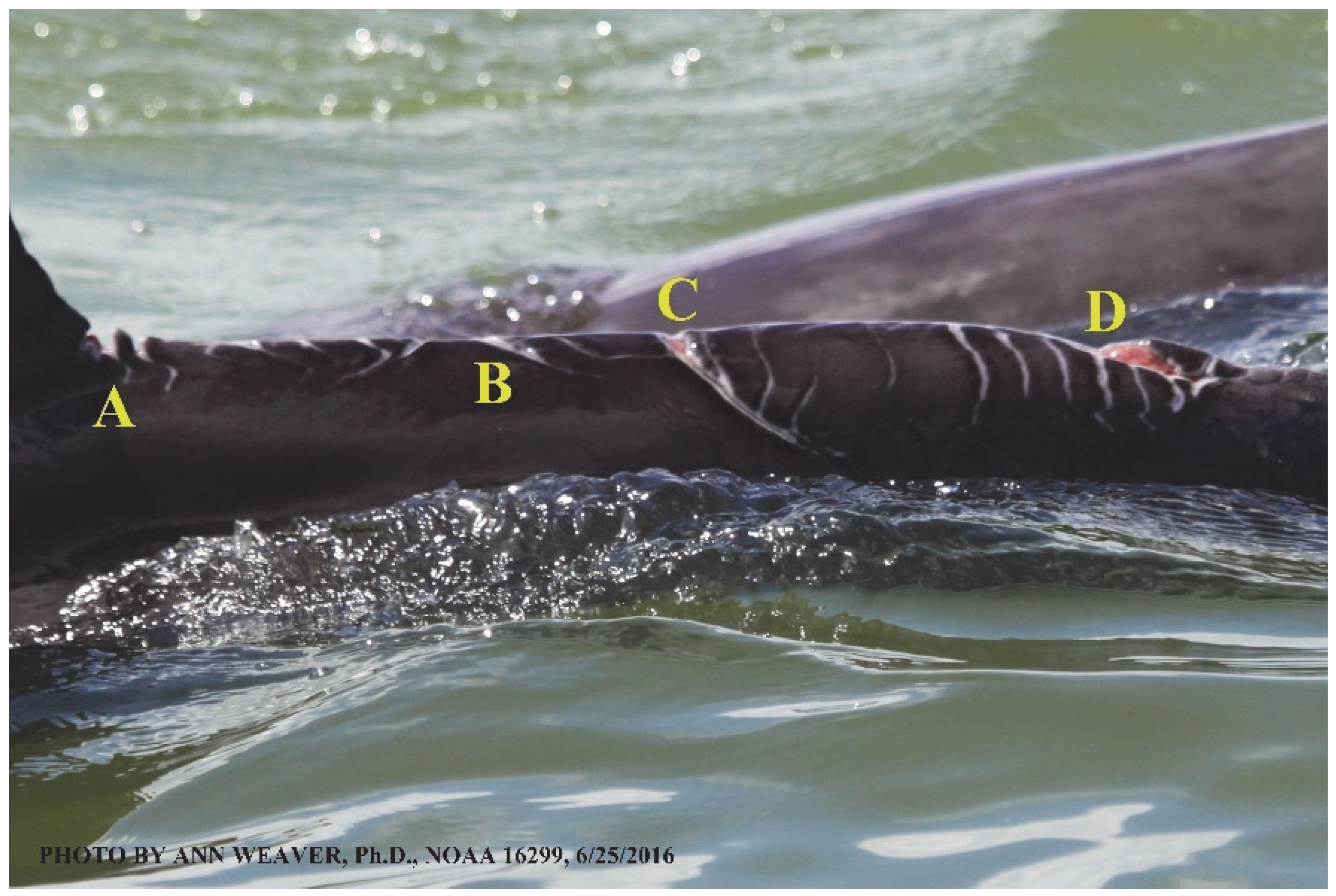 Animals 16 00305 g021