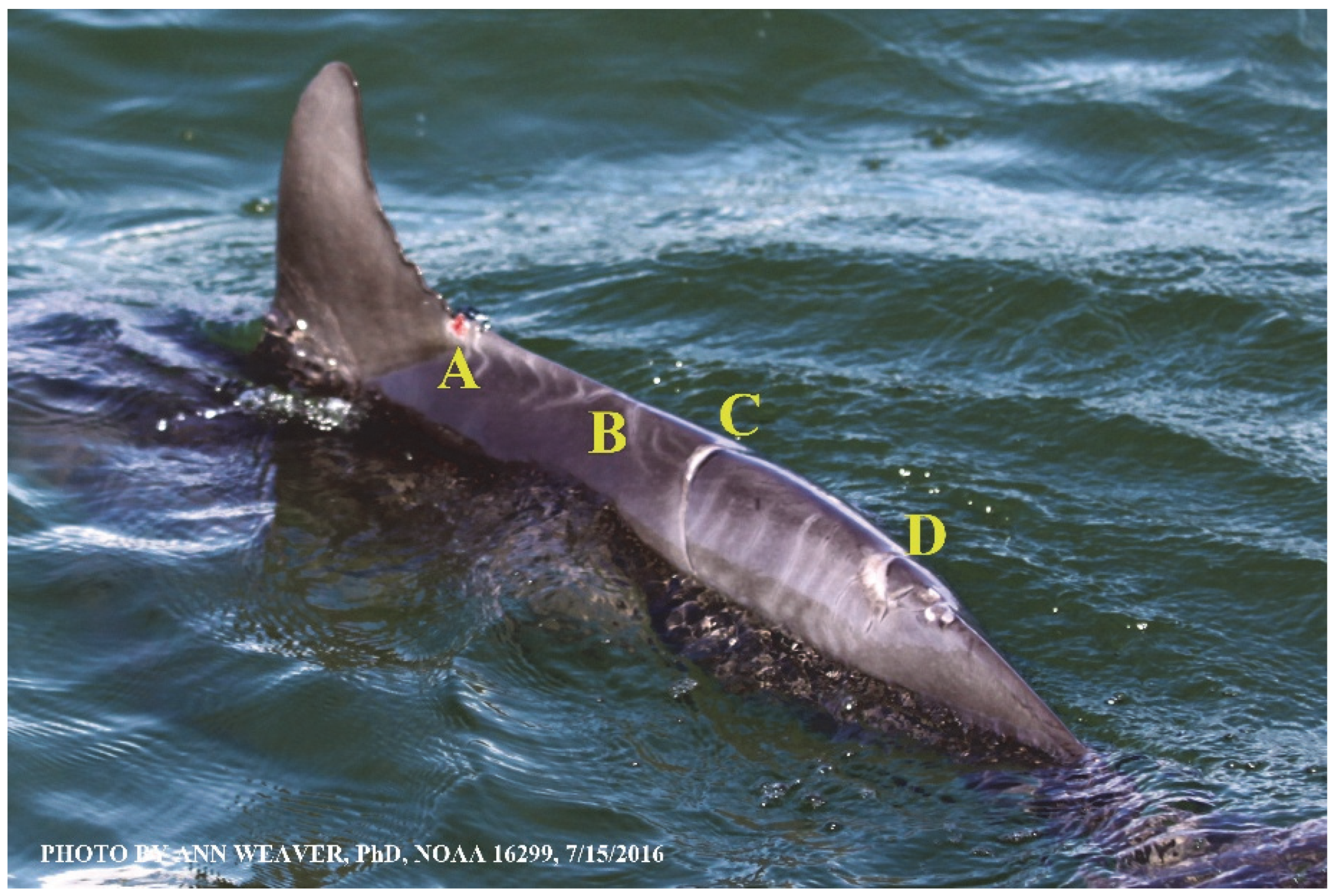 Animals 16 00305 g022