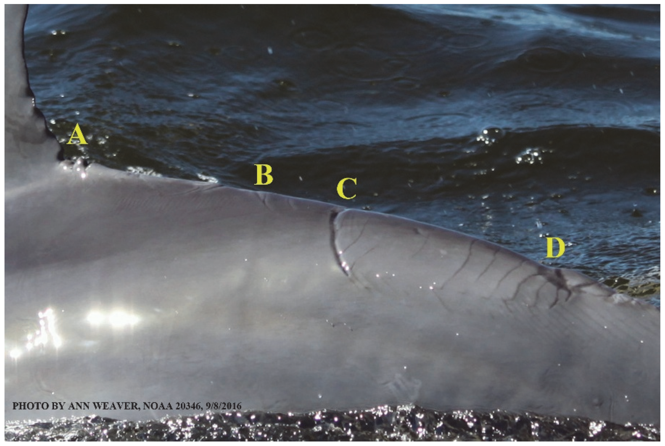 Animals 16 00305 g023