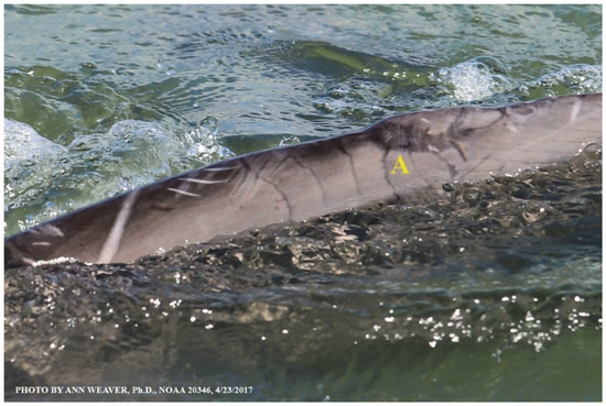 Animals 16 00305 g024