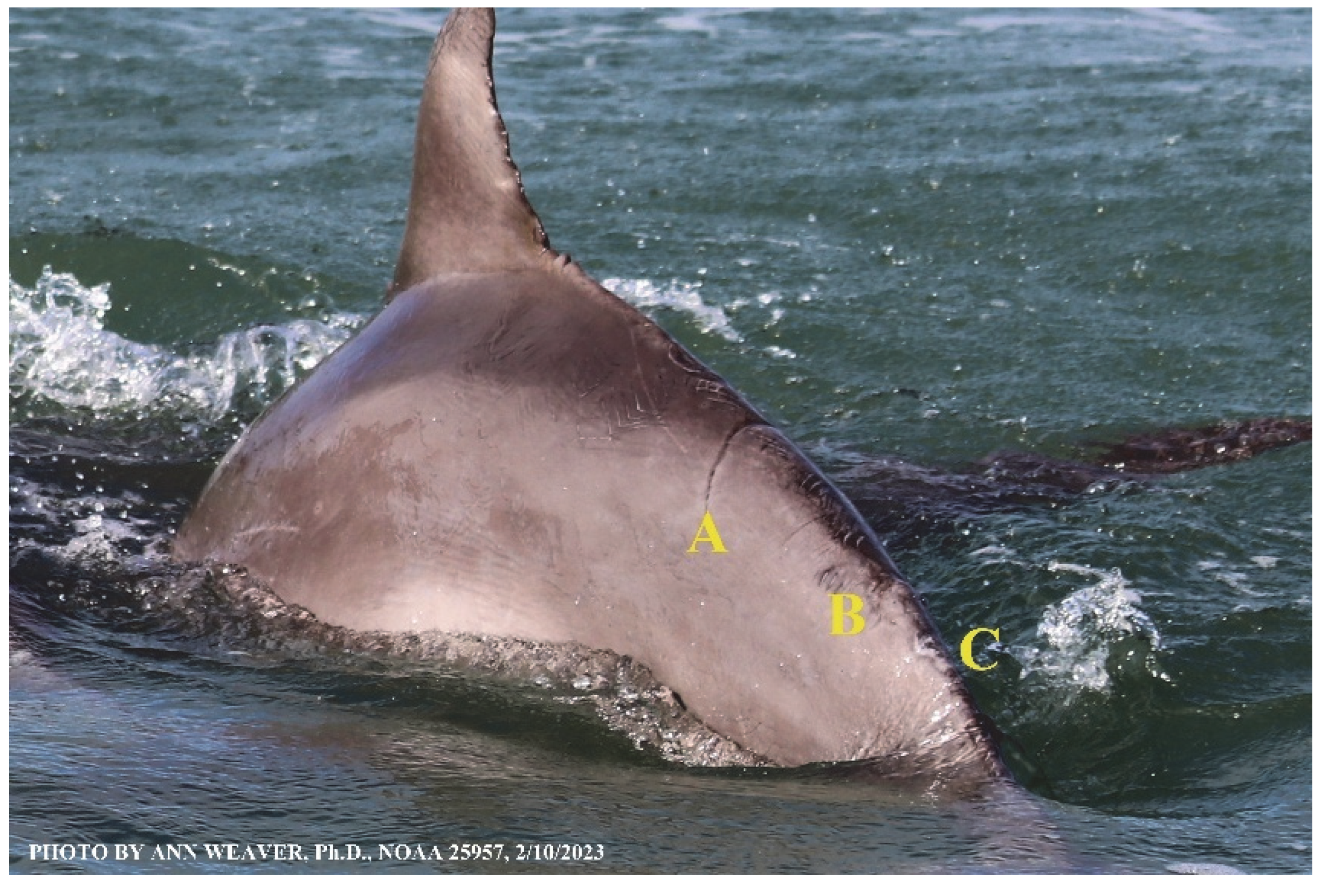 Animals 16 00305 g026