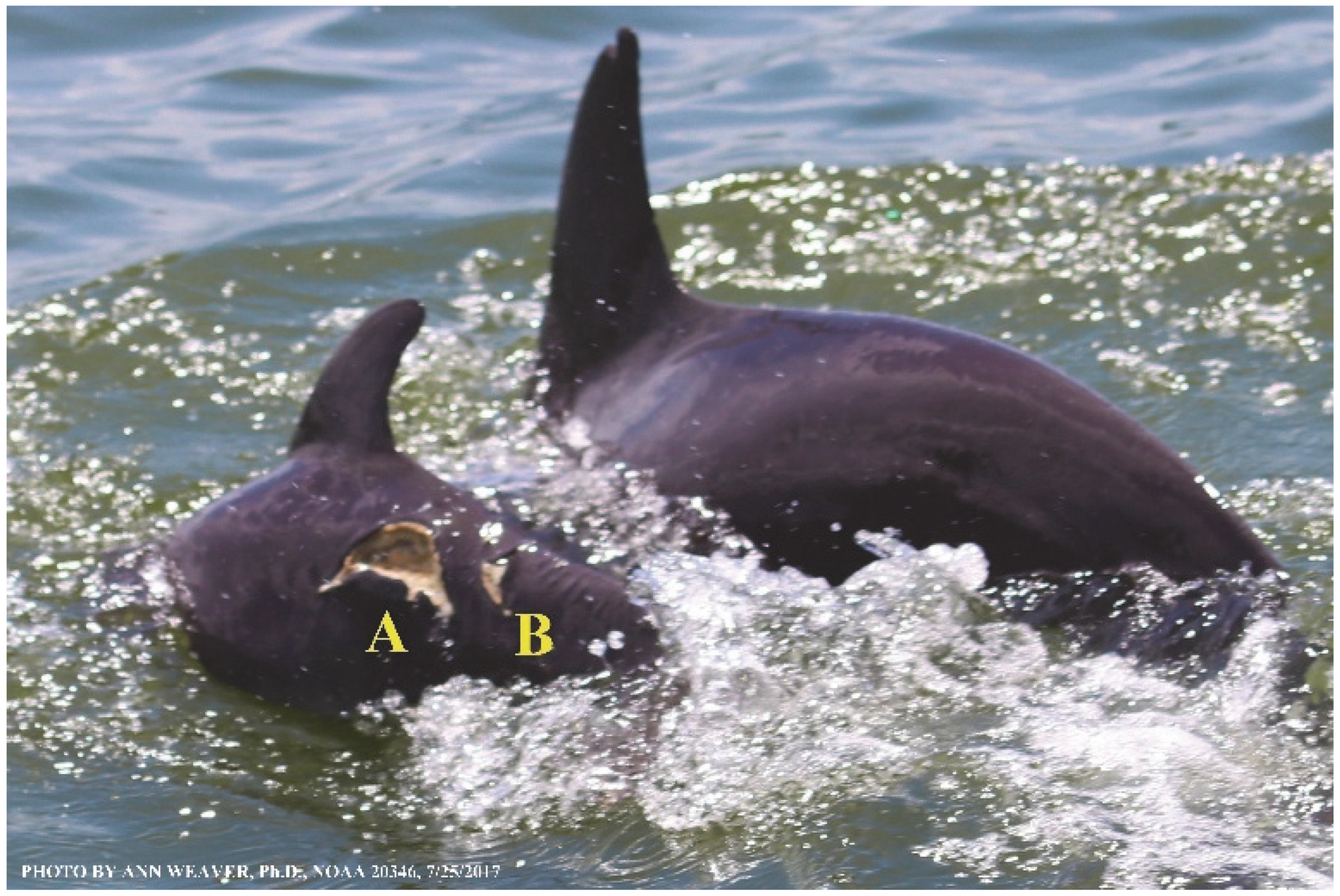 Animals 16 00305 g027