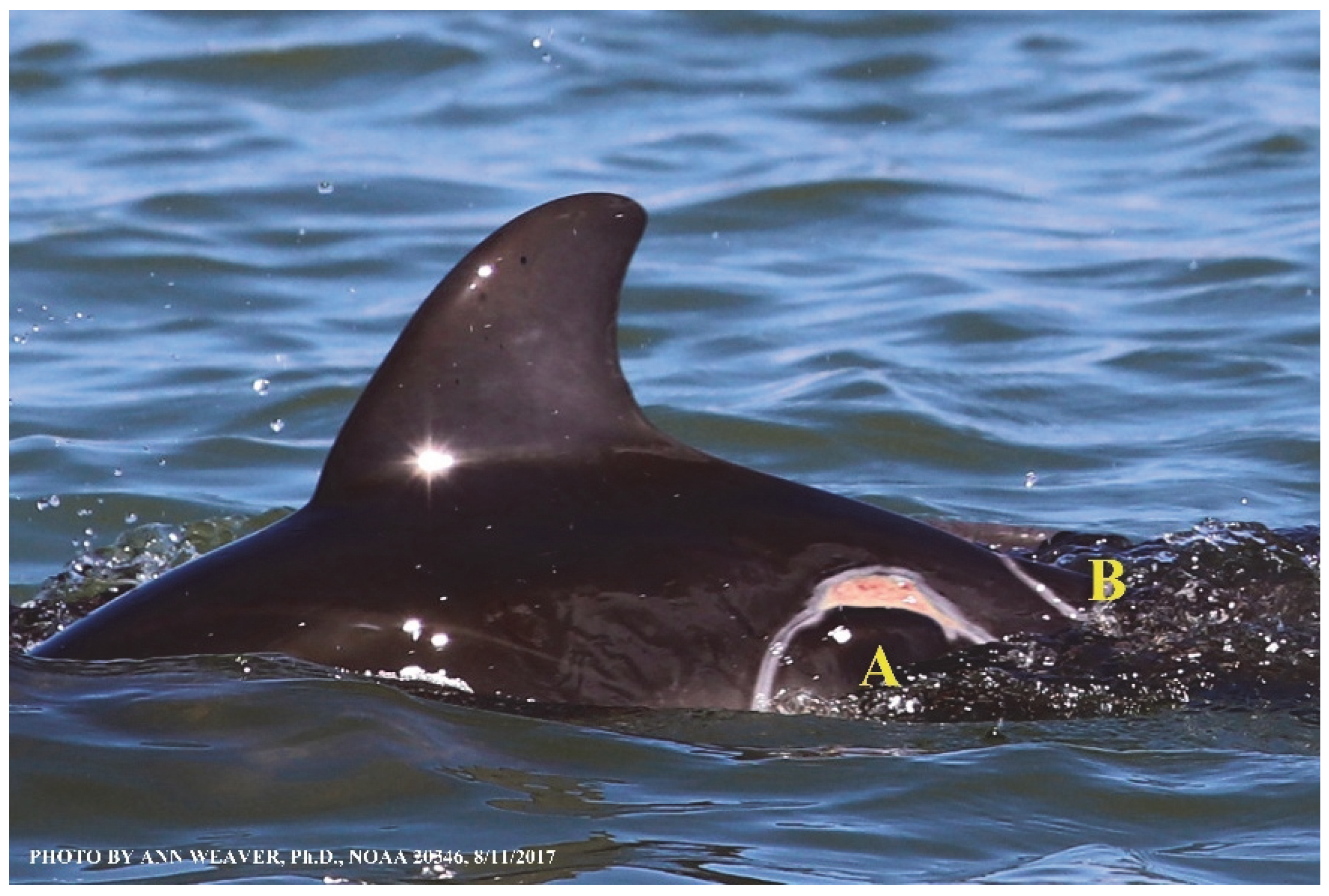 Animals 16 00305 g028