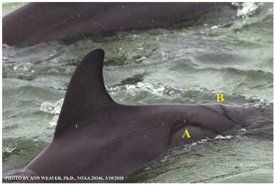 Animals 16 00305 g029