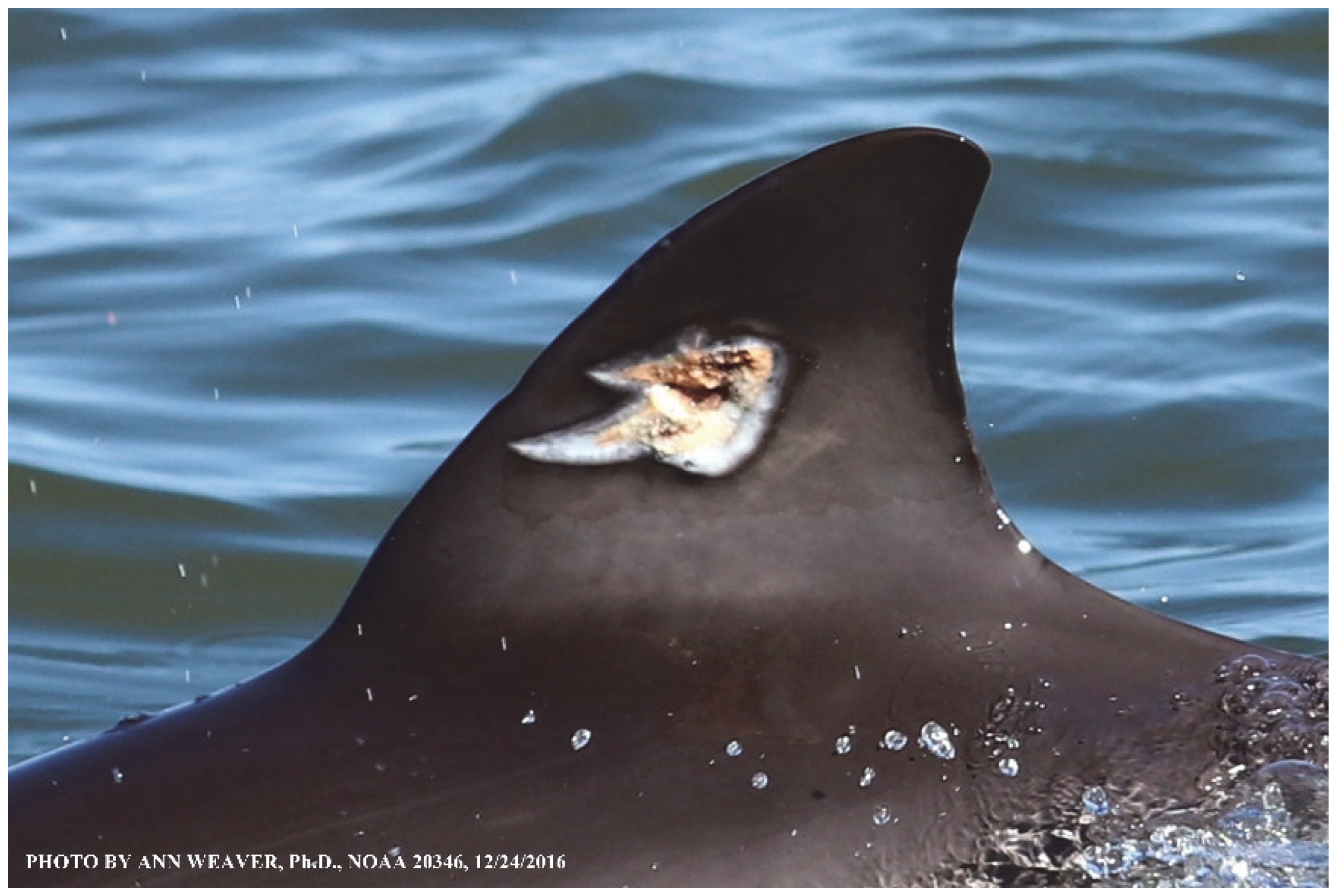 Animals 16 00305 g031