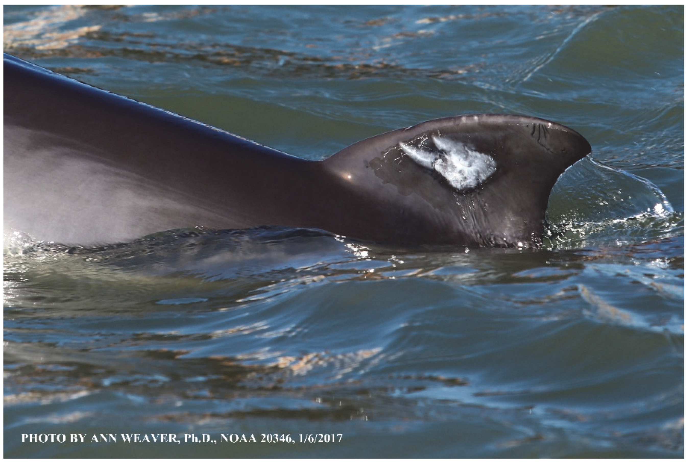 Animals 16 00305 g032