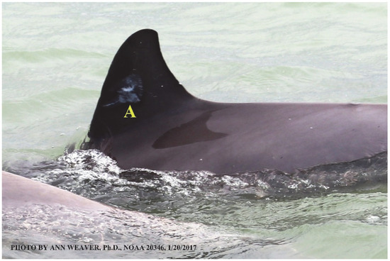 Animals 16 00305 g033