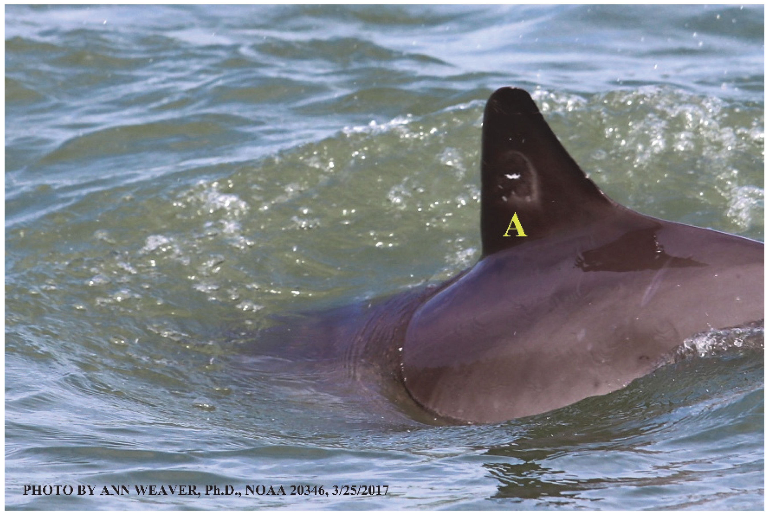 Animals 16 00305 g034