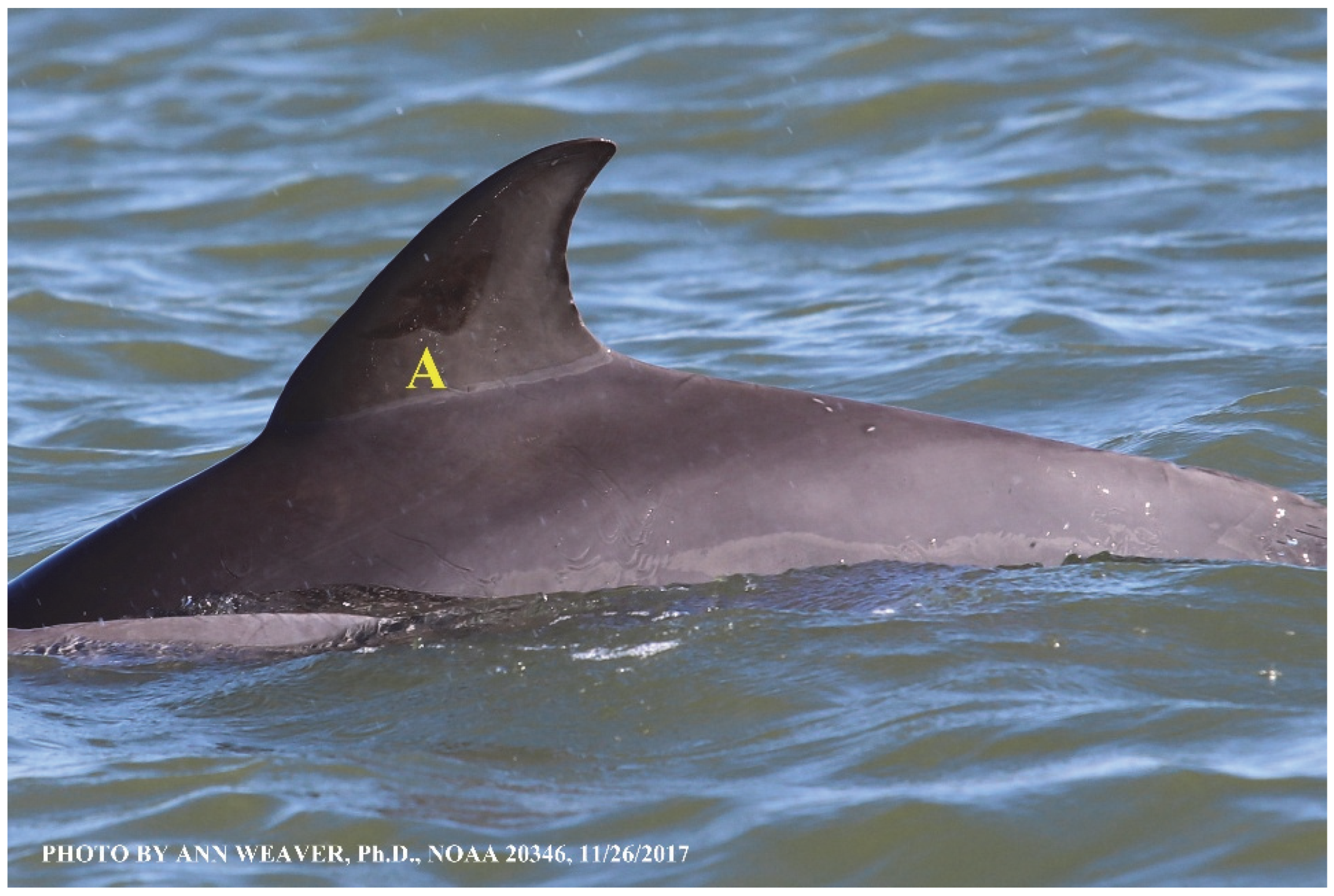 Animals 16 00305 g035