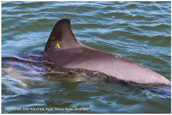 Animals 16 00305 g036