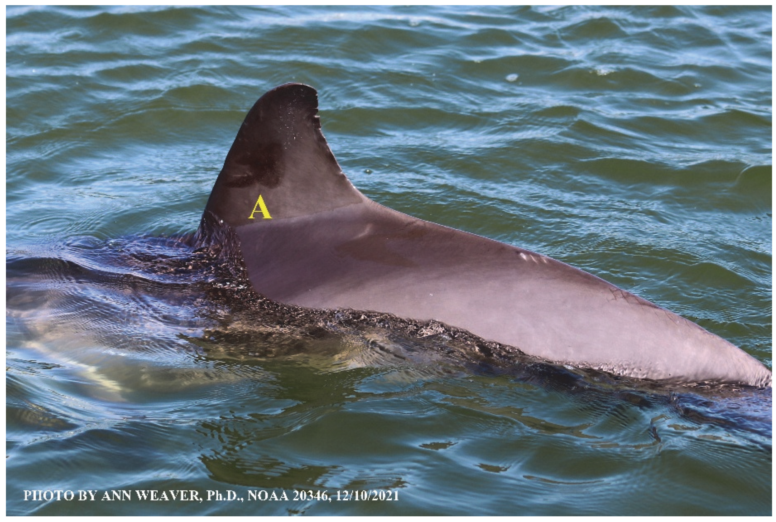 Animals 16 00305 g036