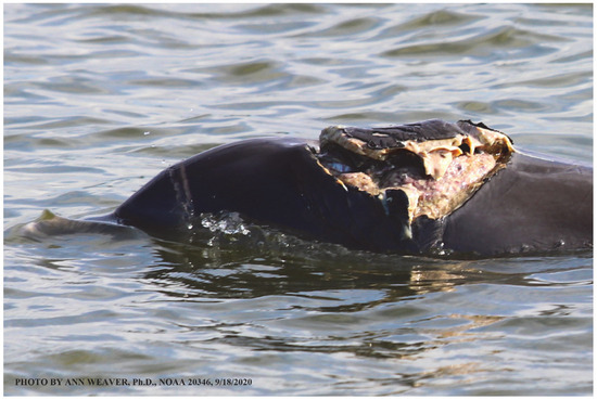 Animals 16 00305 g037